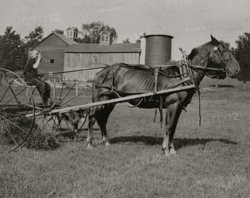 Eight-year old Jack driving horse rake.  1915