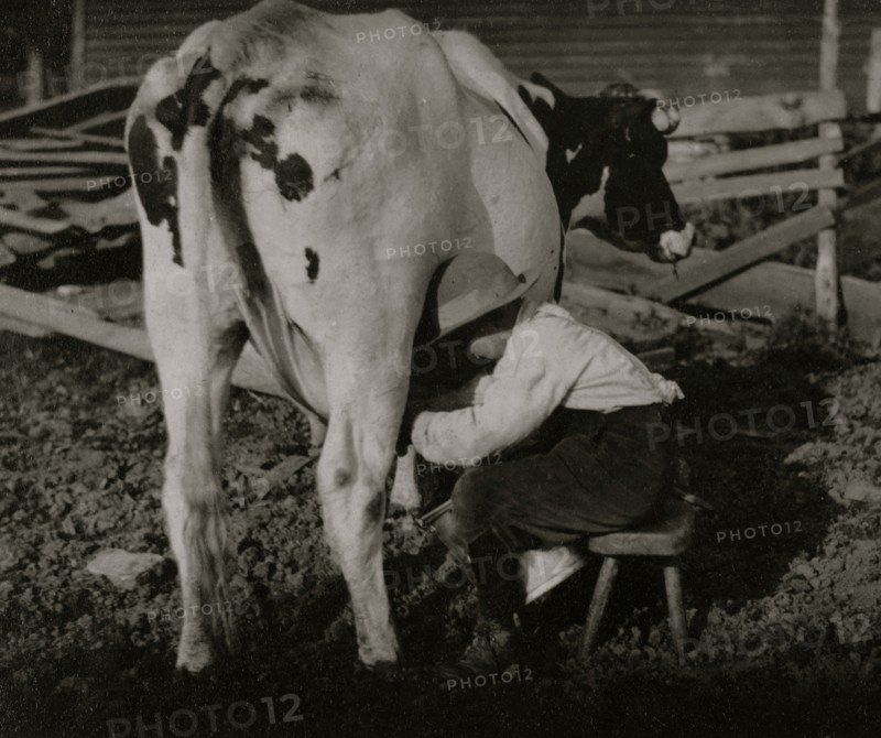 Eight-year old Jack milking the cows 1915