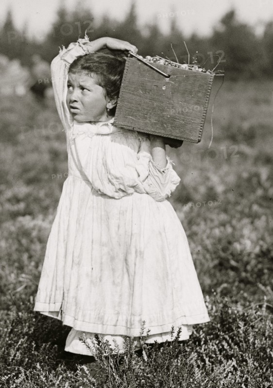 Picking Cranberries 1910