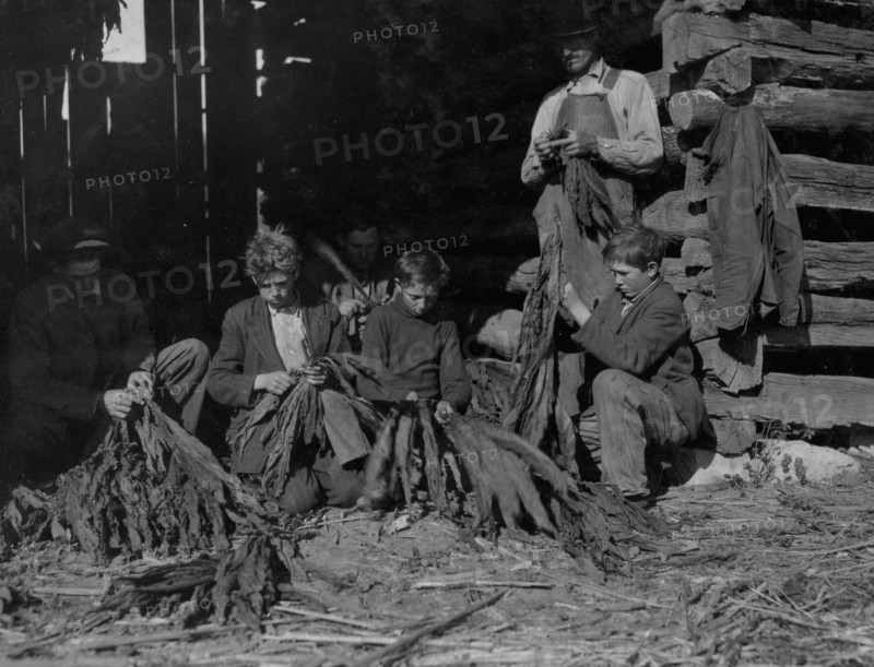 Family of J.H. Burch, stripping tobacco 1917