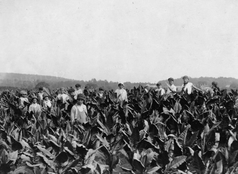 Field-workers, Goodrich Tobacco Farm, near Gildersleeve, 1917