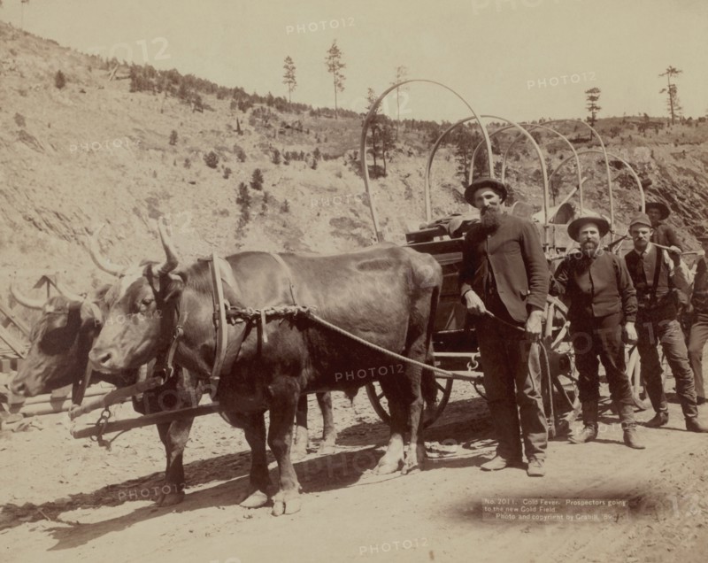 Gold Fever. Prospectors going to the new Gold Field 1890
