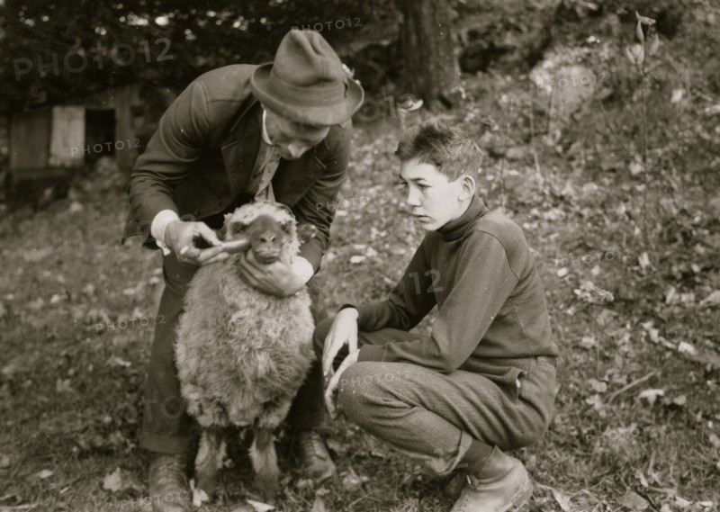 Forest Kellison, 4 H Club member treating his sheep for internal parasites under direction of Harold Willey, Farm Bureau Agent.  1921