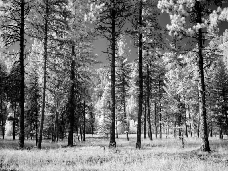 Forest of trees, Montana 2007