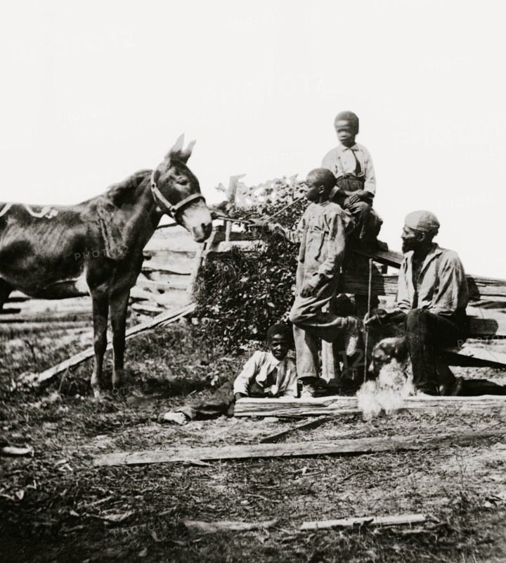 Free at Last; a Family of Blacks feeds their donkey 1864