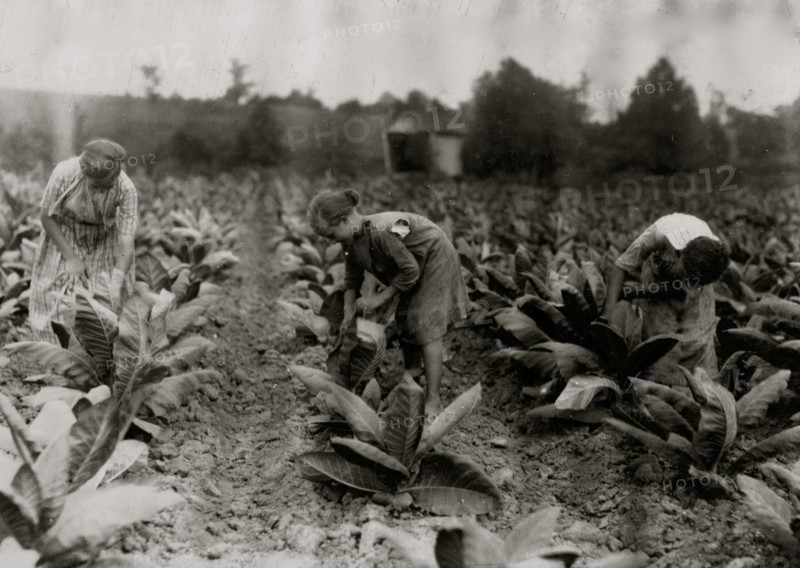 Girls worming tobacco.  1916