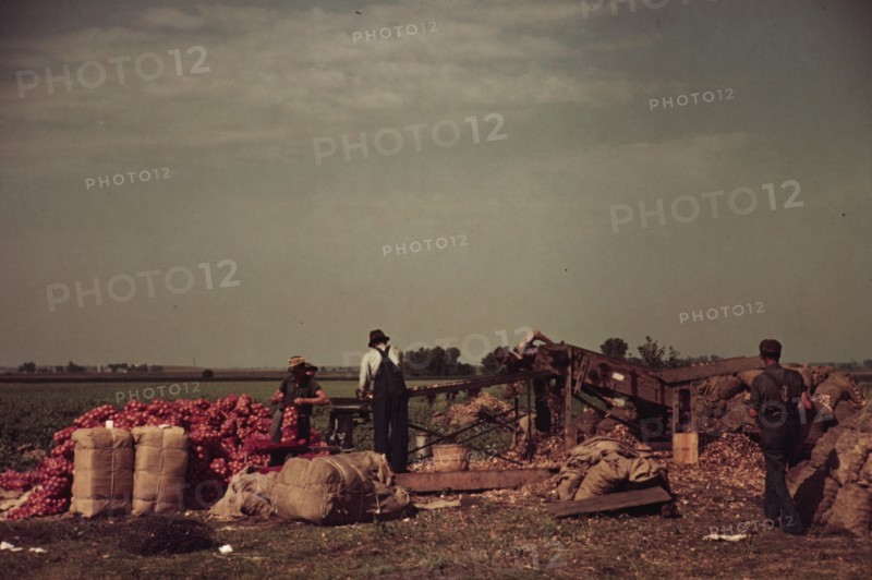 Grading and packing onions, Rice County, Minnesota 1939