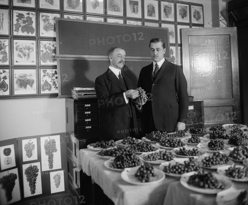 Grading Grapes 1921