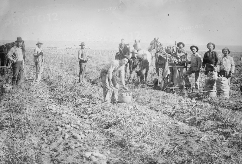 Harvesting in Potato field, Colorado