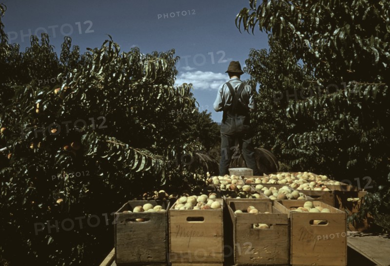 Hauling crates of peaches from the orchard to the shipping shed, Delta County, Colo. 1940