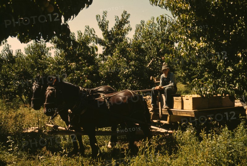 Hauling crates of peaches from the orchard to the shipping shed, Delta County, Colo. 1940