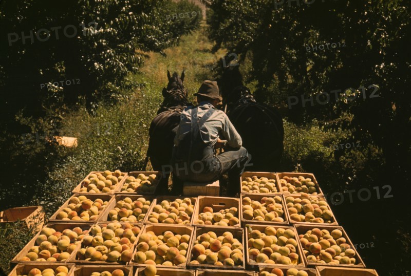 Hauling crates of peaches from the orchard to the shipping shed, Delta County, Colo. 1940