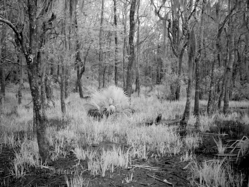 Blakeley State Park, scene of the last major battle of the Civil War 2010