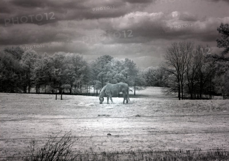 Horse Grazing in Field 2010