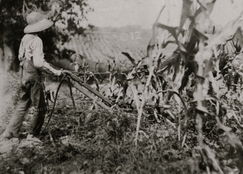 Hugh Oliphant, 12 years old driving a "double-shovel." 1916