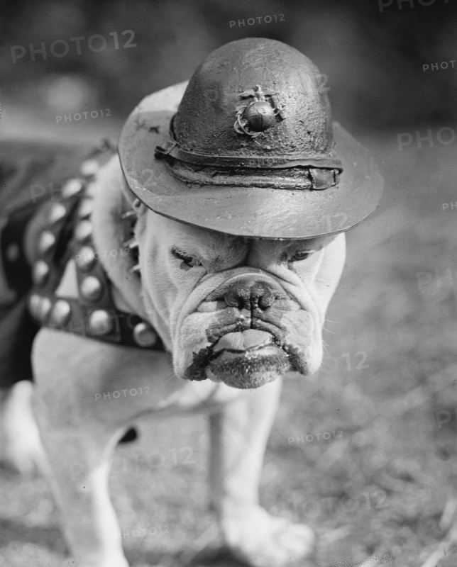 Marine Corps Mascot Looks Like the Average Drill Instructor 1922