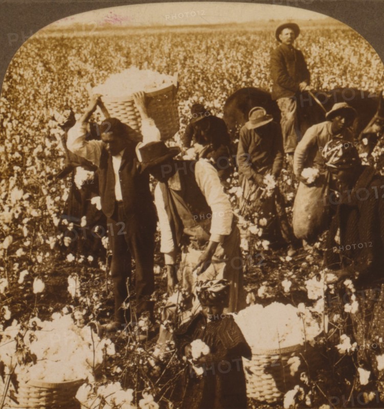 In the domain of King Cotton, near Dallas, Texas 1907