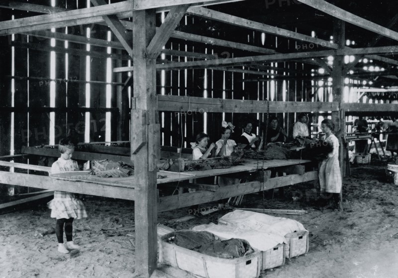 Interior of tobacco shed, Hawthorn Farm where young girls are working. 1909