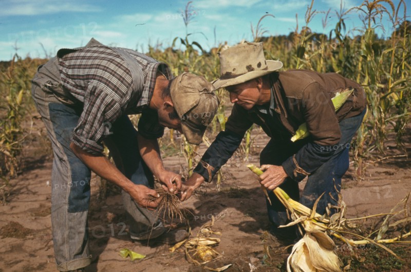 Examining the roots of Corn Stalks 1940