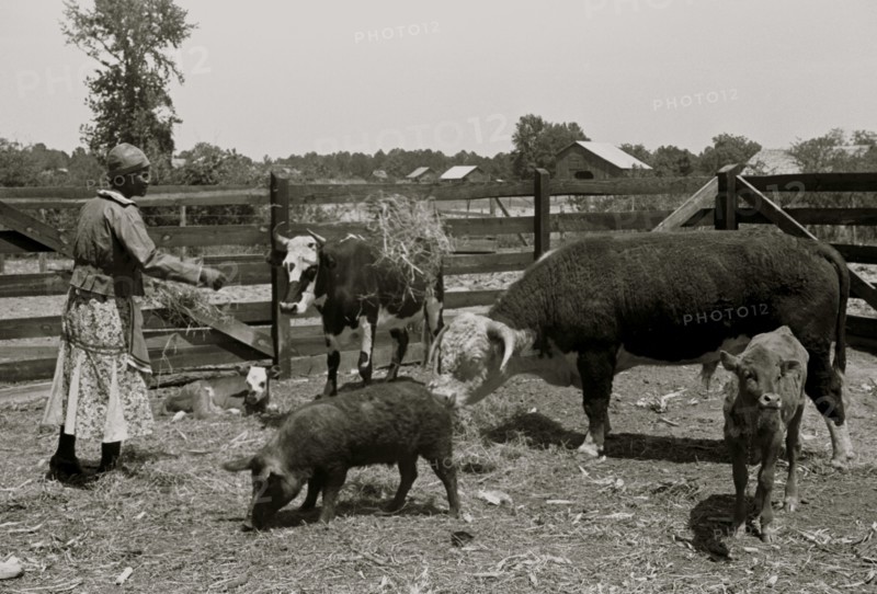 Jorena Pettway with some of the Gees Bend livestock, Alabama 1939