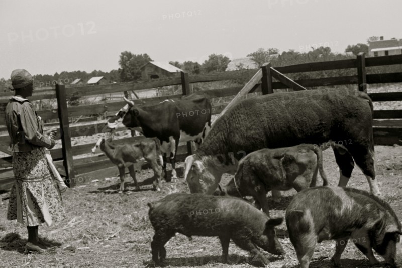 Jorena Pettway with some of the Gees Bend livestock, Alabama 1939