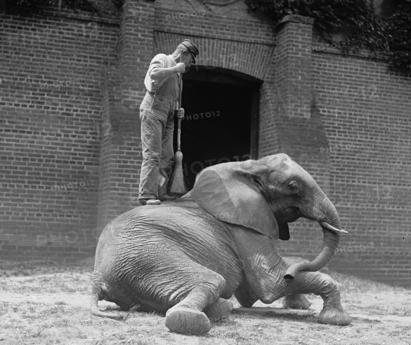 Jumebina the Elephant gets a brooming by a Zookeeper 1922