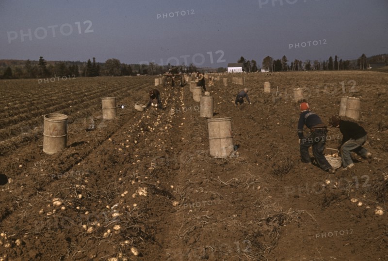 Children Gathering Potatoes from Fields 1940