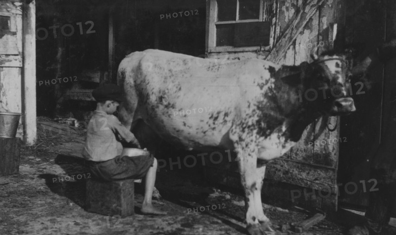 Milking a cow 1916