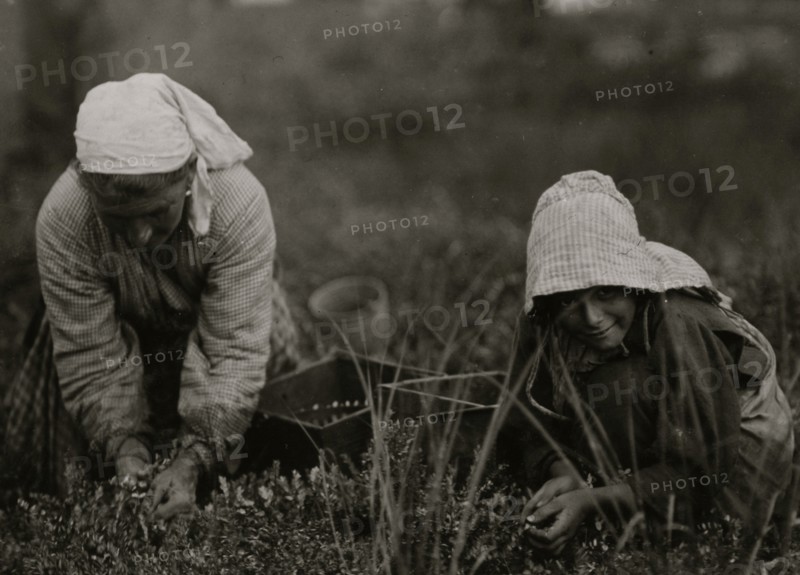 Millie Cornaro, Philadelphia, 10 years old. Been picking cranberries for 6 years.  1910