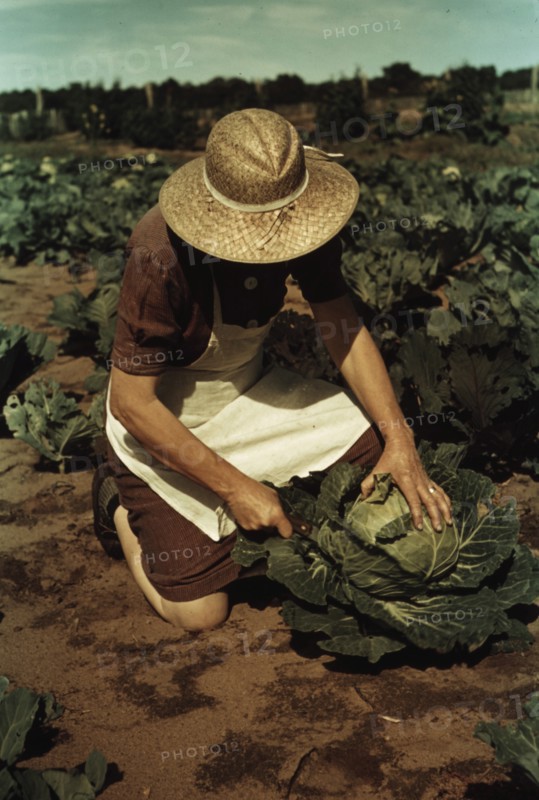 Homegrown Cabbages 1940