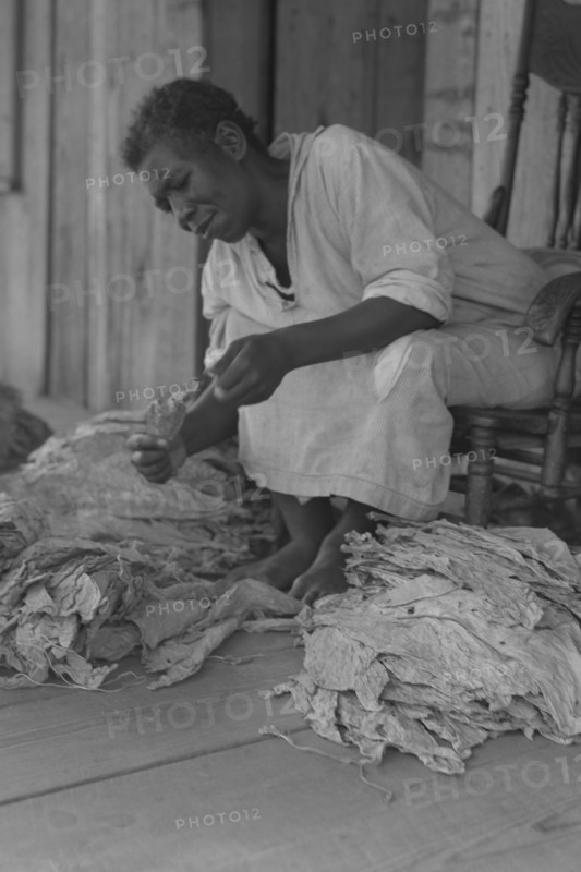 Black Sharecropper sorts tobacco leaves 1938