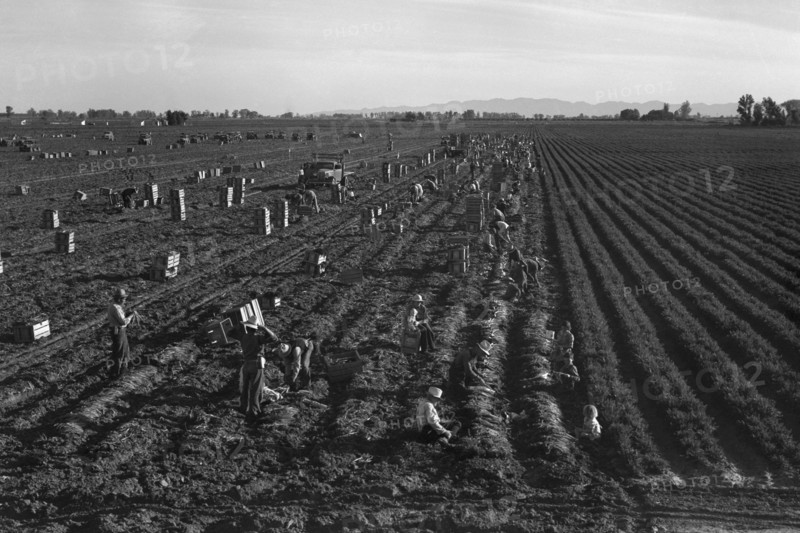 Crating Carrots 1939