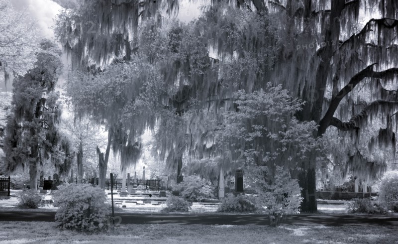 Old Live Oak Cemetery, Selma, Alabama 2010