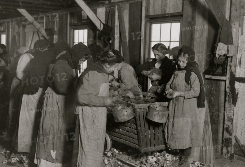 8 year old shucks 6 or 7 pots of oysters a day  at a canning company.  1911