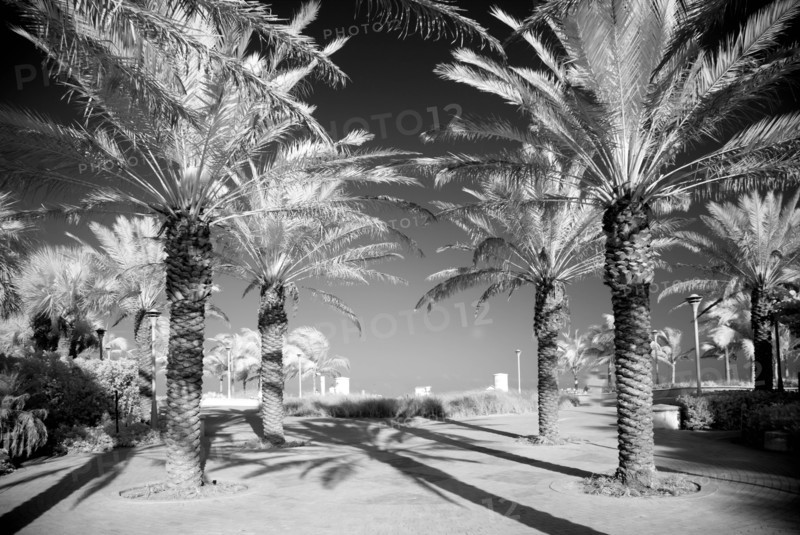 Palm trees, Miami, Florida 2007
