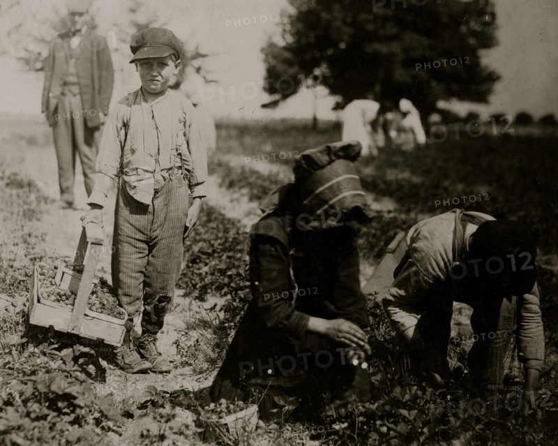 Pete Trombetta, 10 years of age, 6th season of work picking berries. 1911