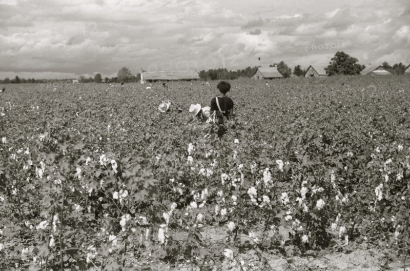 Picking cotton, Nugent Plantation, Benoit, Mississippi Delta, Mississippi 1939