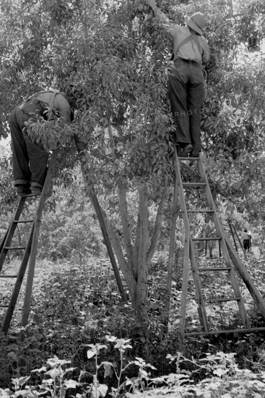 Picking pears 1939