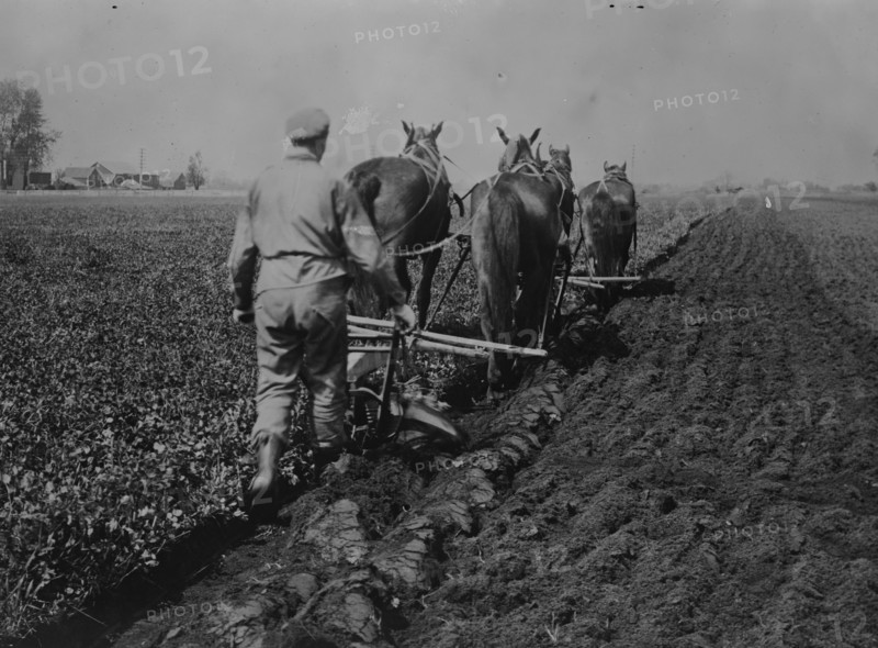 Plowing under red clover for corn