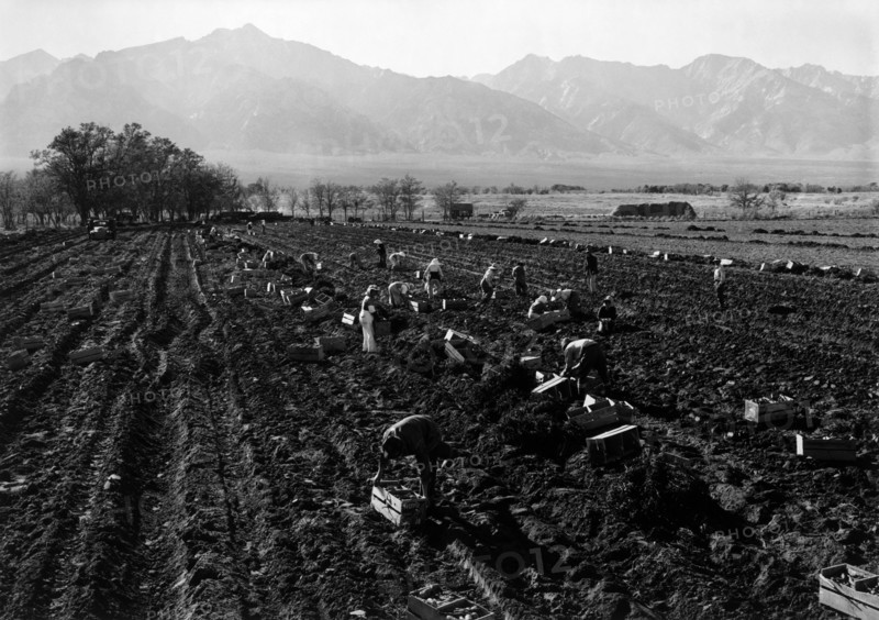 Potato Fields 1943