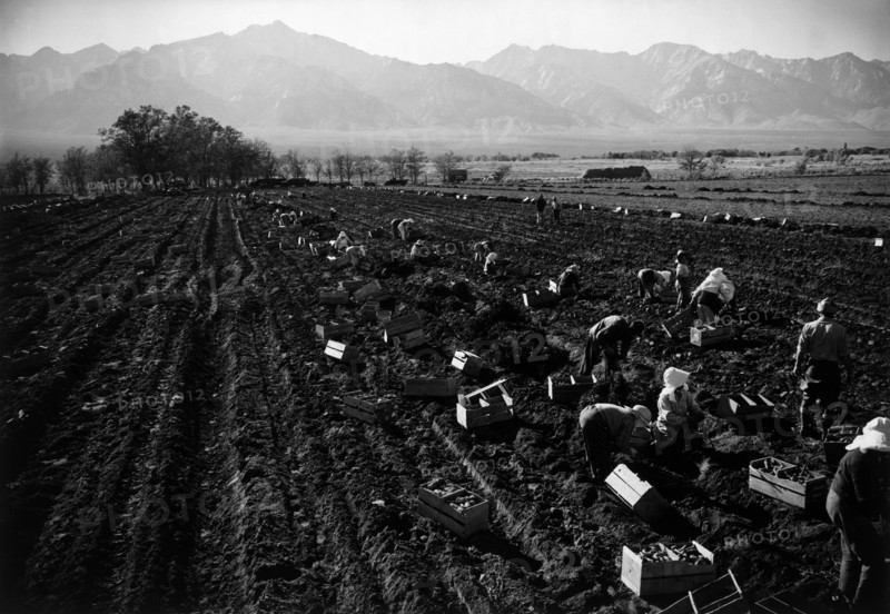 Potato Fields 1943