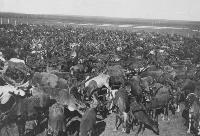 Reindeer Herd 1915