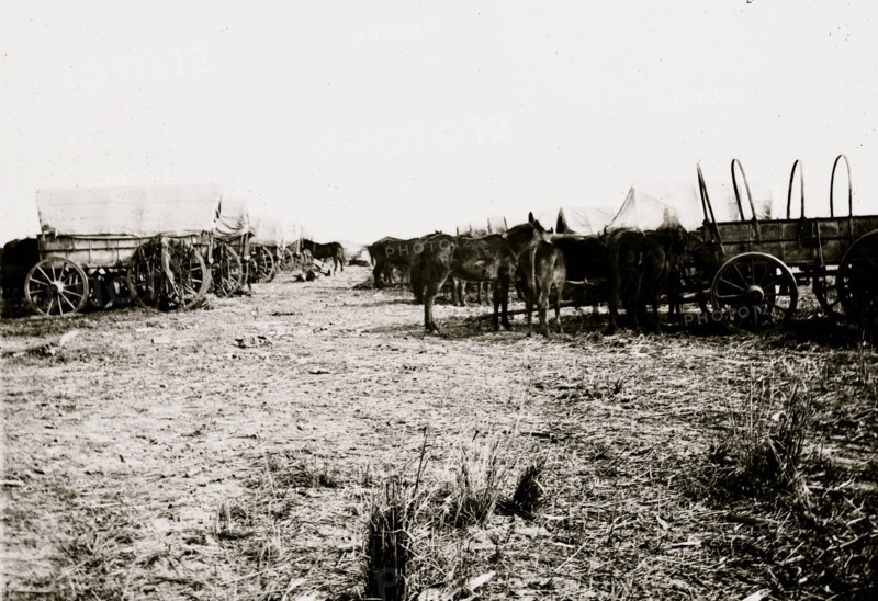 Savannah, Georgia (vicinity). Wagon train parked near Savannah 1863