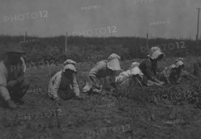 Child Sugar beet workers, Sugar City, Colorado.  1915