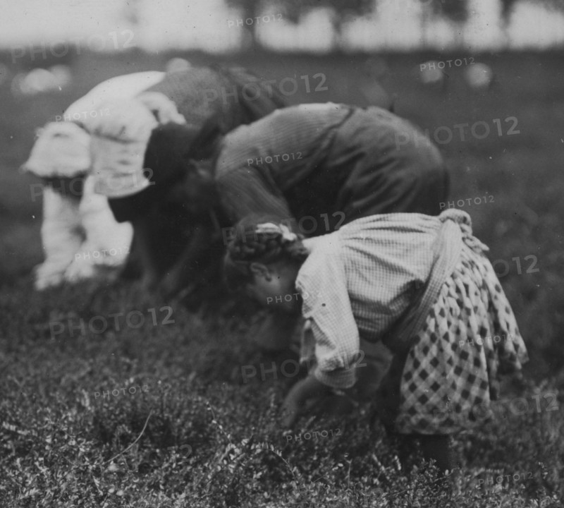 Tenjeta Calone, Philadelphia, 10 years old. Been picking cranberries 4 years. 1910