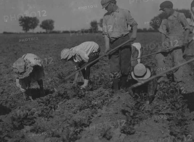 Three adults and six children from seven years to twelve years hard at work on a sugar beet farm near Greeley Colorado.  1915