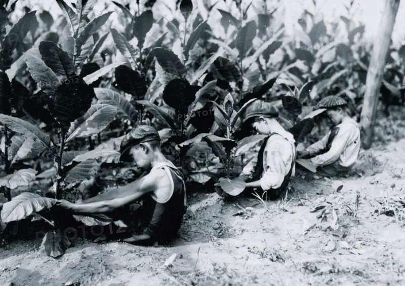 Three boys, one of 13 yrs., two of 14 yrs., picking shade-grown tobacco on Hackett farm. The "first picking" necessitates a sitting posture 1917