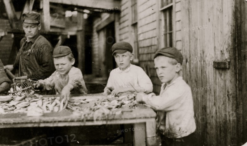 Three young cutters who work in Seacoast Canning Co.,  1911