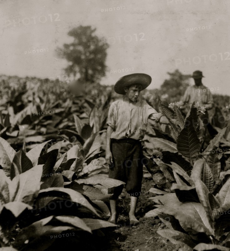 Topping tobacco. Roland Lowe, 13 years old in field with two brothers.  1916