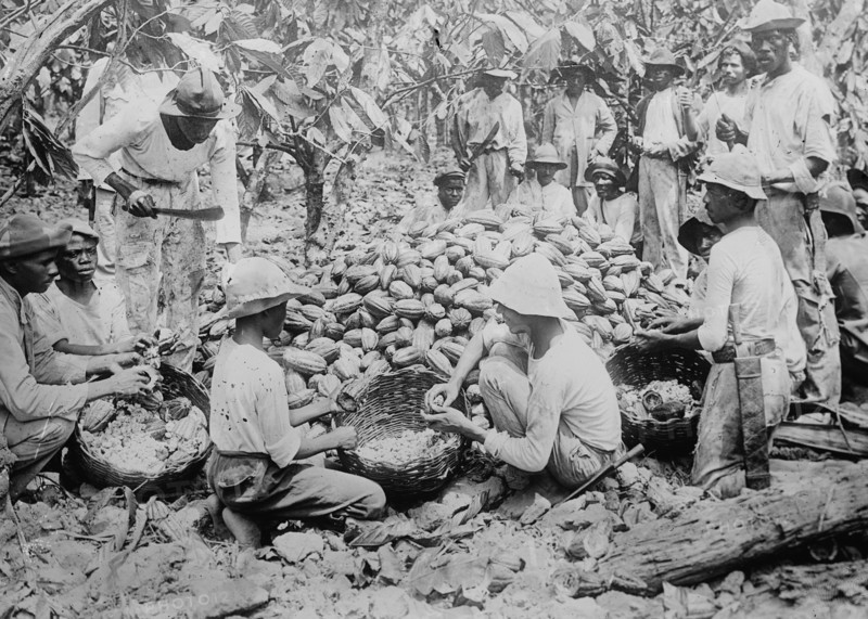 Sorting cocoa beans
